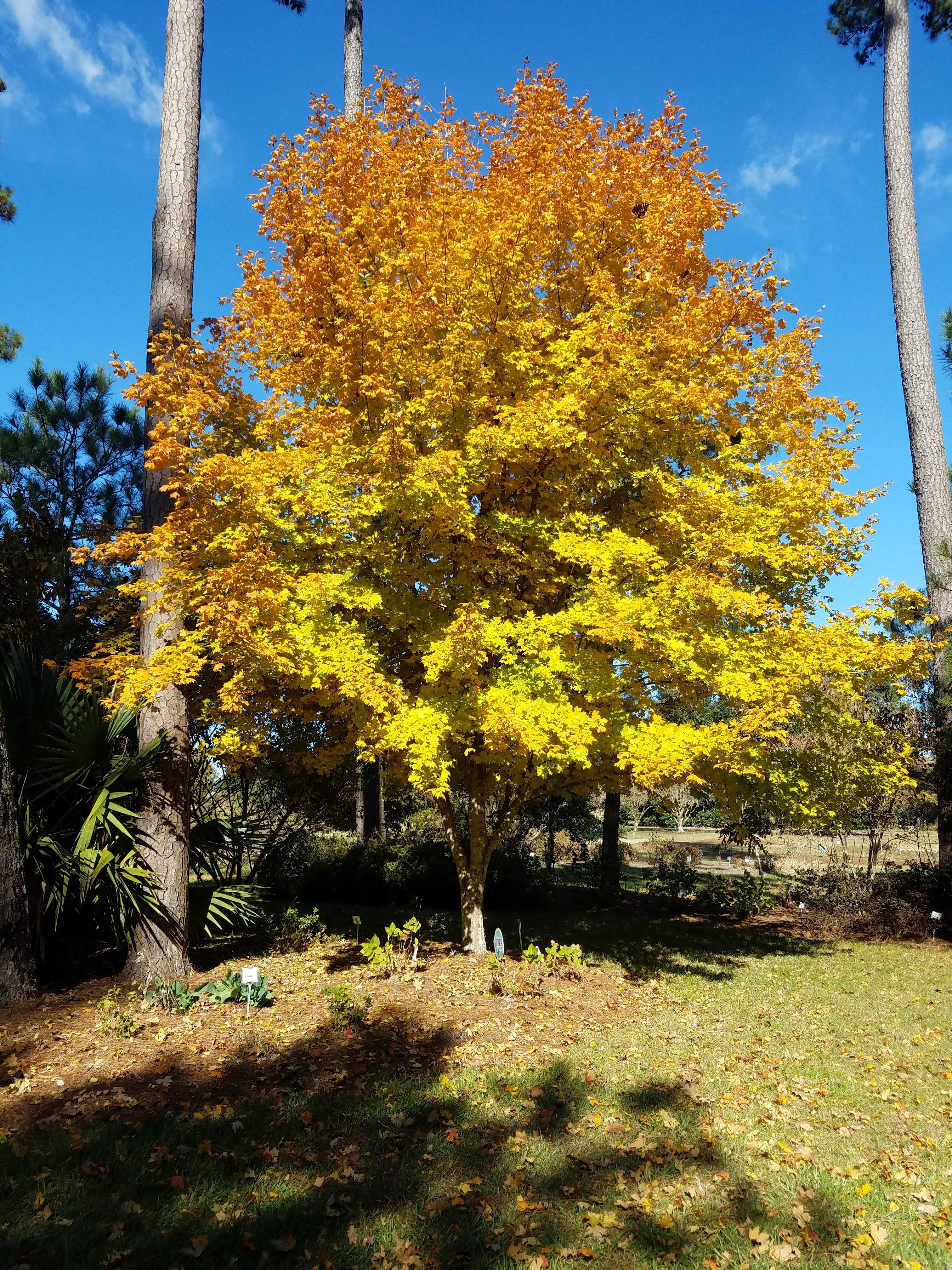 Planting for fall color